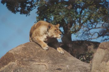 Lion stalking Prey - Grant Charsley