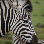Image of Zebra from Grazyna Smit loading