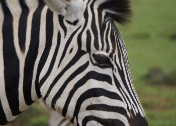 Image of Zebra from Grazyna Smit loading