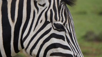 Image of Zebra from Grazyna Smit loading