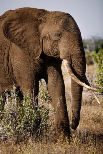 Image of elephant from Roman Odintsov loading