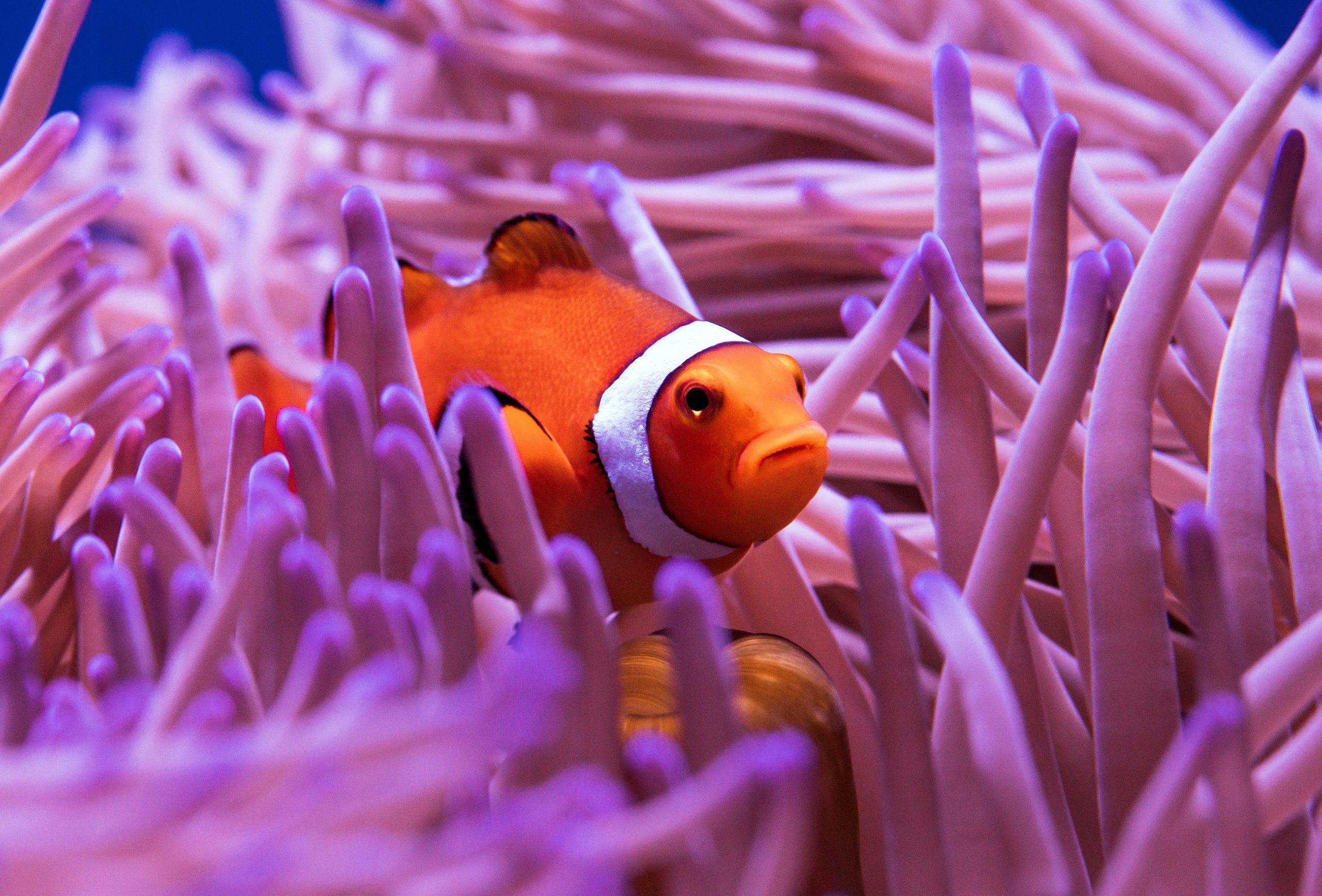 Clown Fish, Cairns, Queensland, Australia