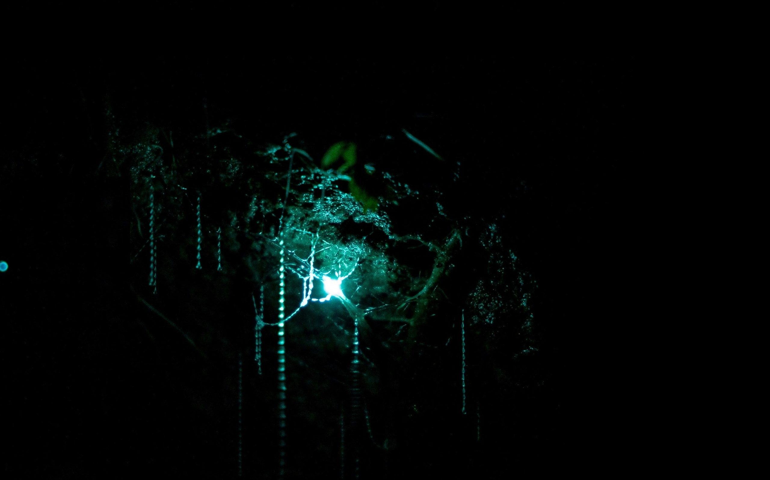 Glow Worm Caves, Waitomo