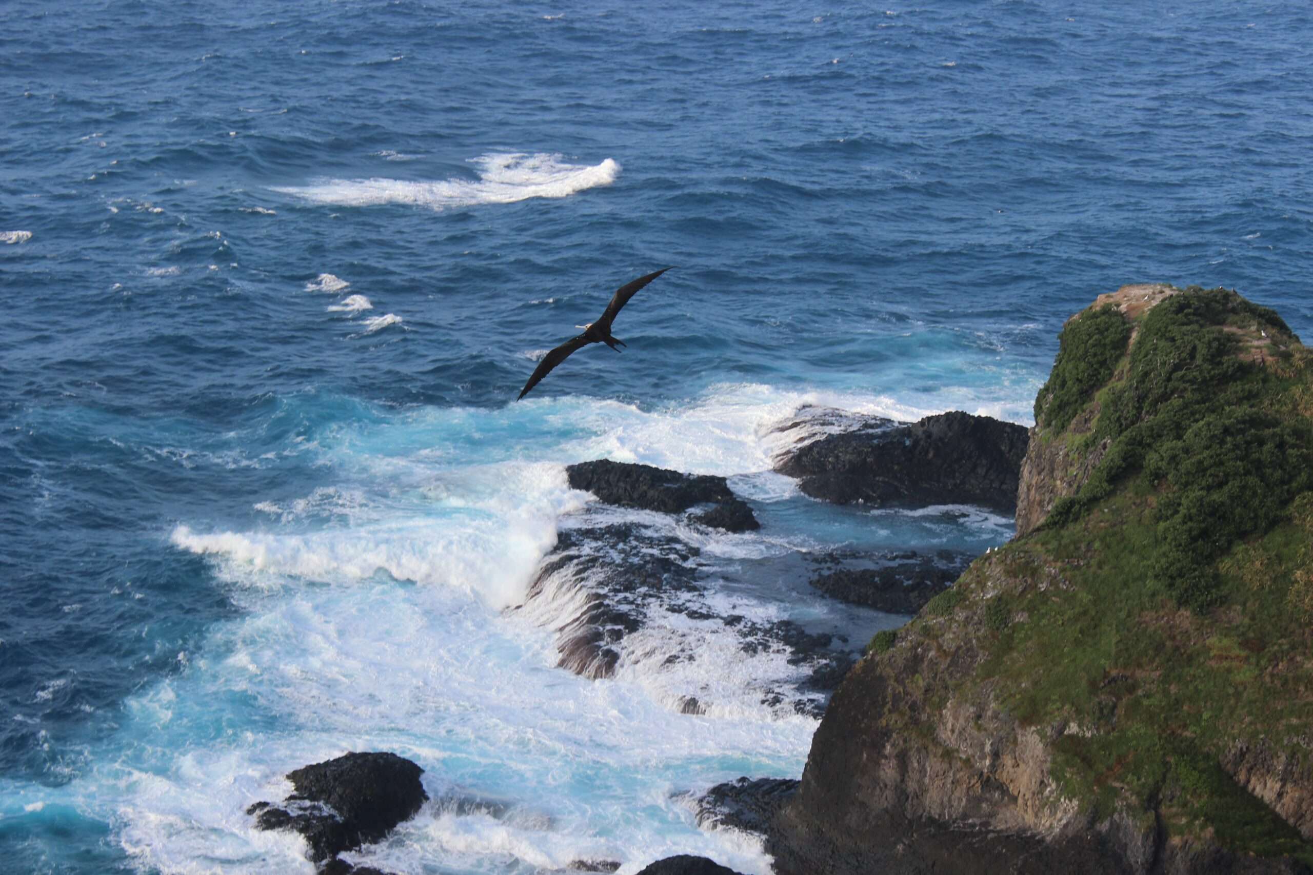 Bird life on Norfolk Island