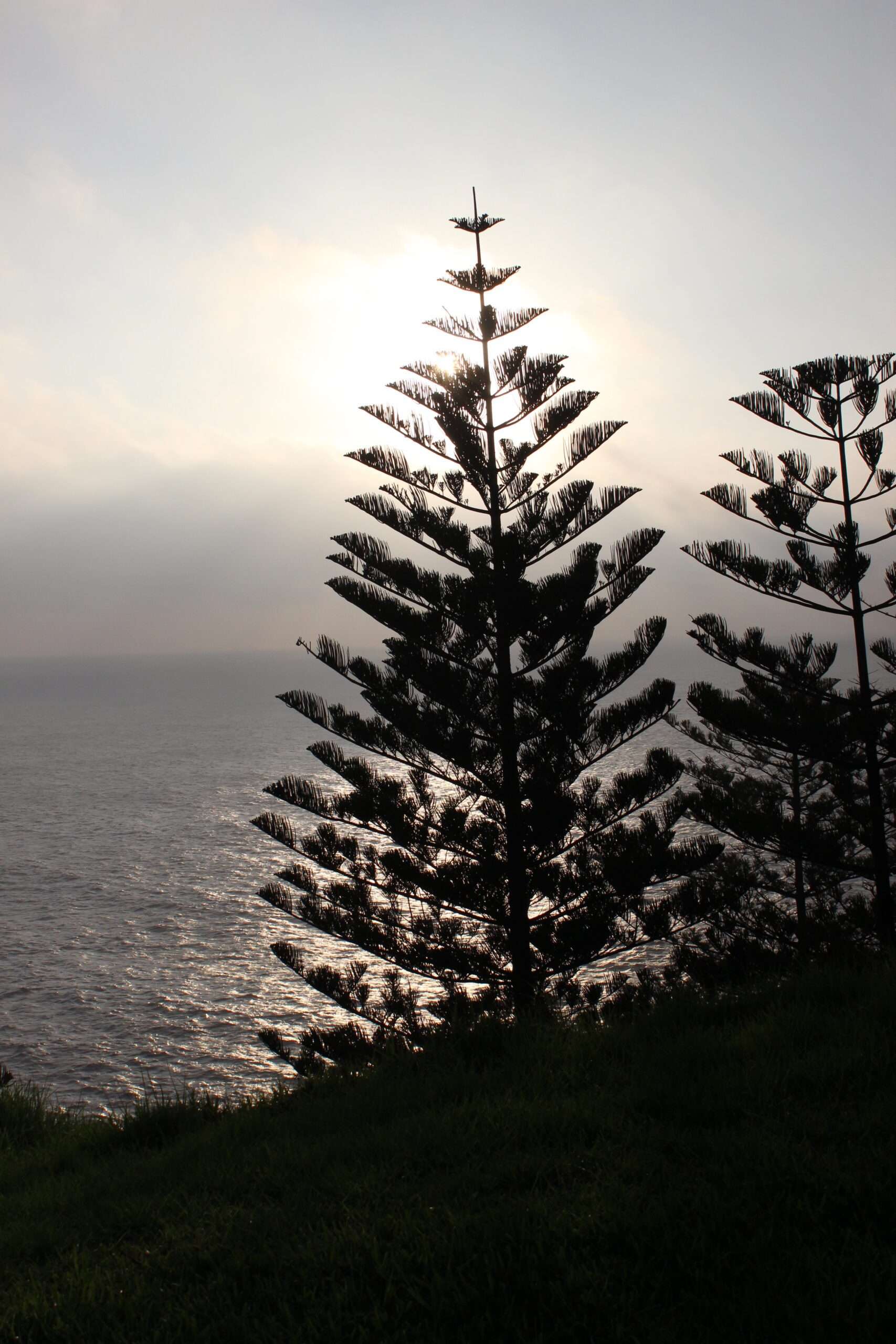 The famous Norfolk Pine growing on Norfolk Island