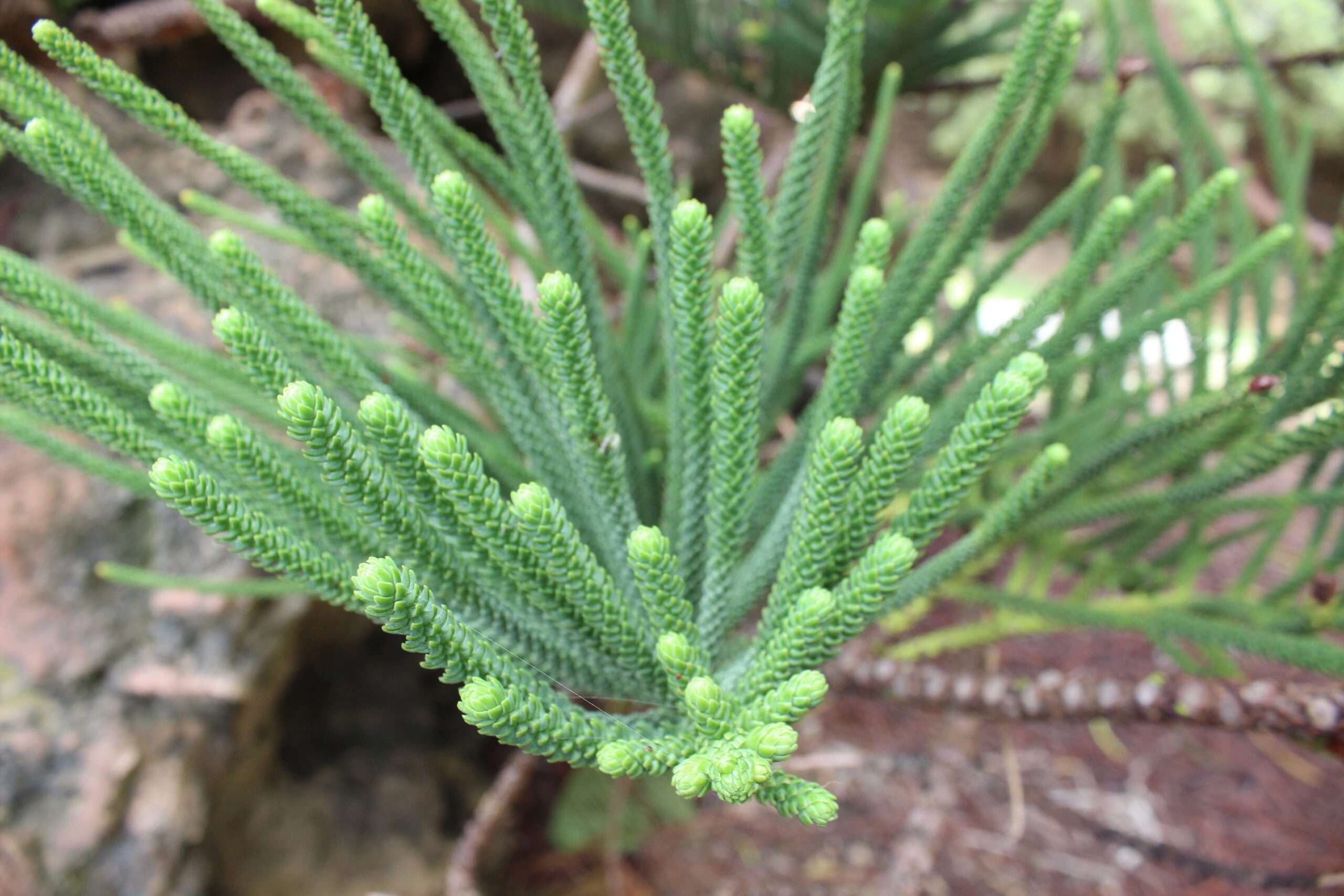 Norfolk Pine, Norfolk Island